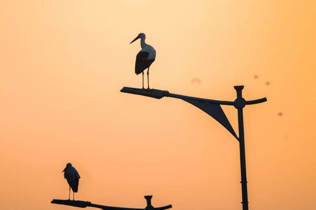 Artık bu zahmete girmiyorlar bile! Doğanın dengesinin bozulduğunun en büyük ispatı gibi... 15